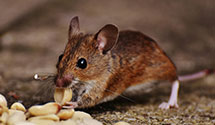 24 Hour & Emergency Exterminators in Mineral Wells, WV